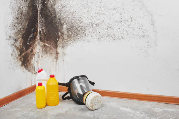 Best Emergency Mold Removal  in Lake Fenton, MI