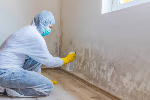 Mold Testing and Removal in Lake Fenton, MI