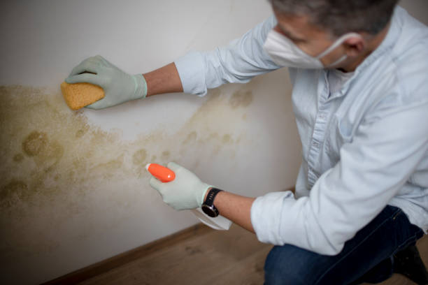 Best Crawl Space Mold Removal  in Lake Fenton, MI