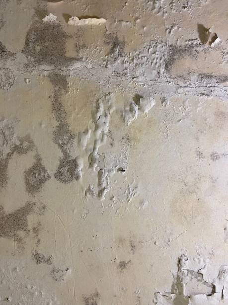 Best Residential Mold Removal  in Lake Fenton, MI