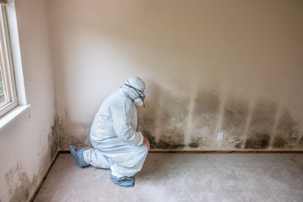 Reliable Lake Fenton, MI Mold Removal Solutions