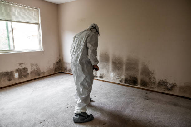 Office Mold Removal Services in Lake Fenton, MI