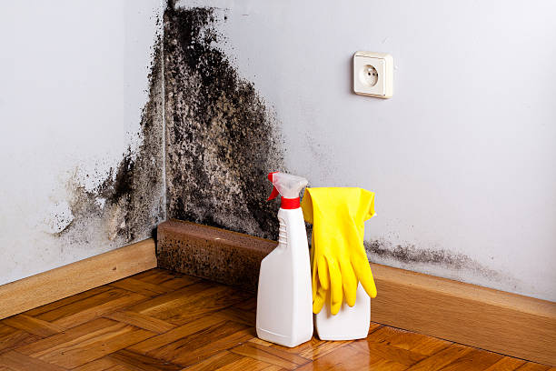 Best Commercial Mold Removal  in Lake Fenton, MI