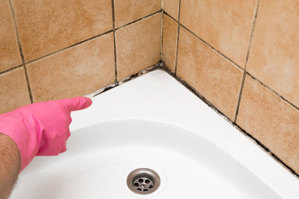 Best Toxic Mold Removal  in Lake Fenton, MI